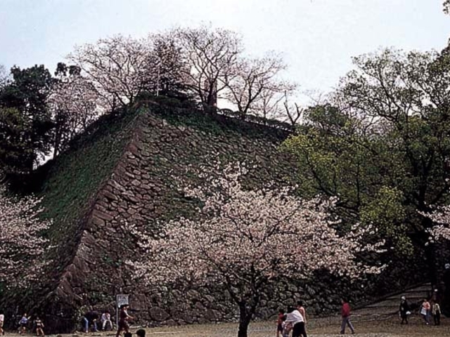 ��R�̍��̎ʐ^1