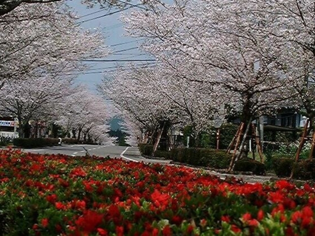 �ω��r�����̃c�c�W�ƍ��̎ʐ^1