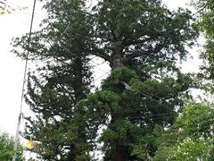 ���T���̂߂��Ɛ��̎ʐ^1