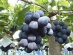 ���J�Ԃǂ����̎ʐ^1