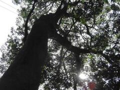 �����_�Ѓn�i�K�K�V�̎ʐ^1