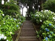 �������������̃A�W�T�C�̎ʐ^1