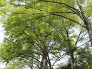 �O�x�V�c�̃P���L���؂̎ʐ^1