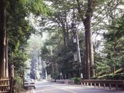 �O�x�V�c�̃P���L���؂̎ʐ^2