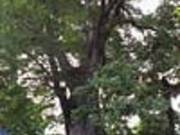 �H�����̃P���L�̎ʐ^1