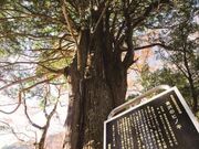 �q��̃q�m�L�̎ʐ^1