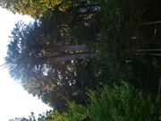 �Ð򎛂̃R�E���}�L�̎ʐ^1