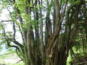 �ʋ{�̑�J�c���̎ʐ^1