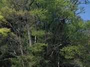 �ʋ{�̑�J�c���̎ʐ^2