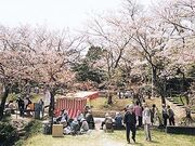 �T�r�����̍��̎ʐ^1