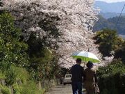 �{���؎��̍��̎ʐ^1