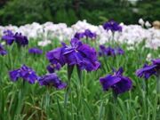 �Ƃ�������^���傤�Ԃ̎ʐ^2