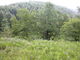 櫛形山のアヤメの写真2