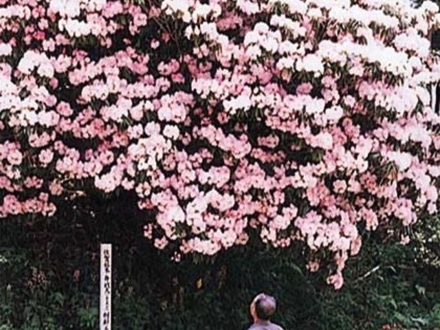 �򓿎��̃V���N�i�Q�̎ʐ^1