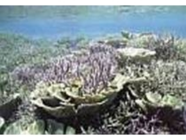 �|�C���g���Ɉ�����T���S��������_���ۊC��