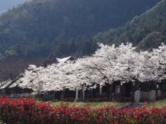 �匴�Ί݁^������̎ʐ^1