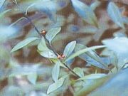 �o�_�_�Ѓc���}�������E�����n�̎ʐ^1