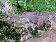 ���T�΂̎ʐ^1