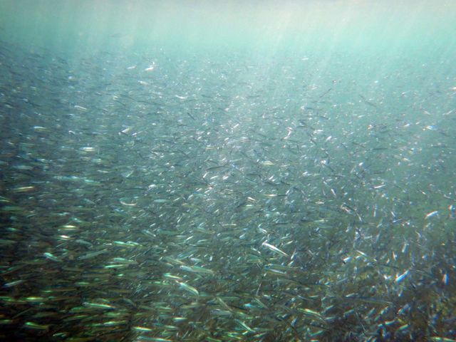 こちらは水中映像！イワシの大群遭遇！魚は館山でも特に豊富な海域です_シーポイント　ダイビングスクール