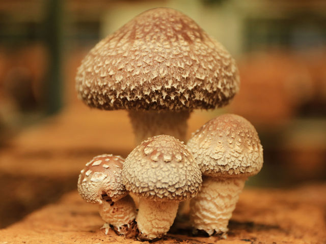 �v���~�A���ێ�x�x��������_���q���̂���