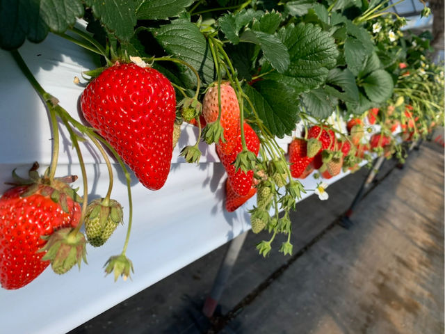 �C�`�S��艀�ł��B_�y���m����������