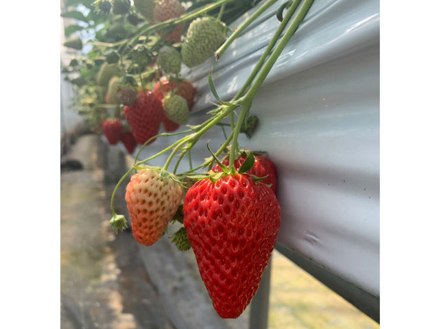 ���������C�`�S�̉ʎ�_�y���m����������