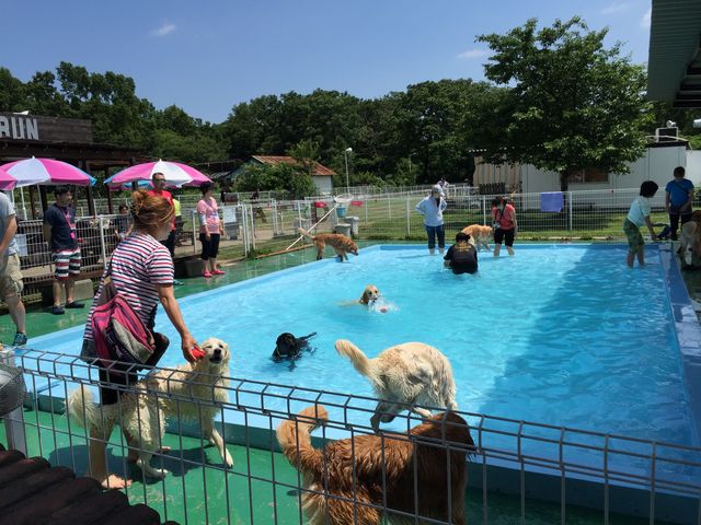 熊本 犬 と 遊べる 公園