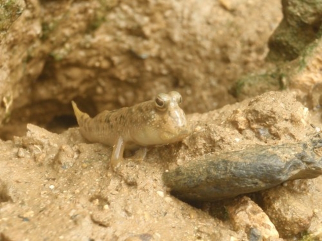 �F�X�Ȑ������ɂ��o��܂��I_�u���[�t�B�[���h