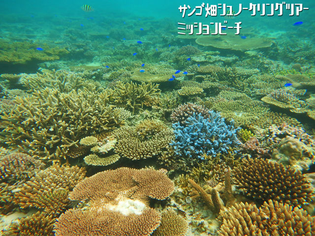 �I�[�V�����N���t�g�E�f�B�[�V�F���^�[