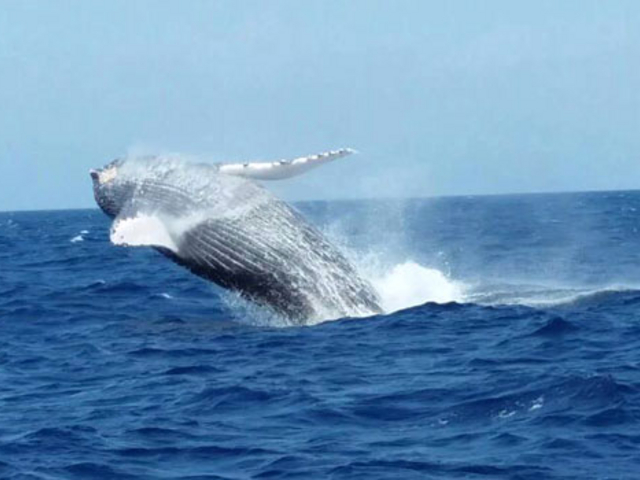 �u���[�`�i�W�����v�j�͊������܂���I_�}�����N���u Gigi