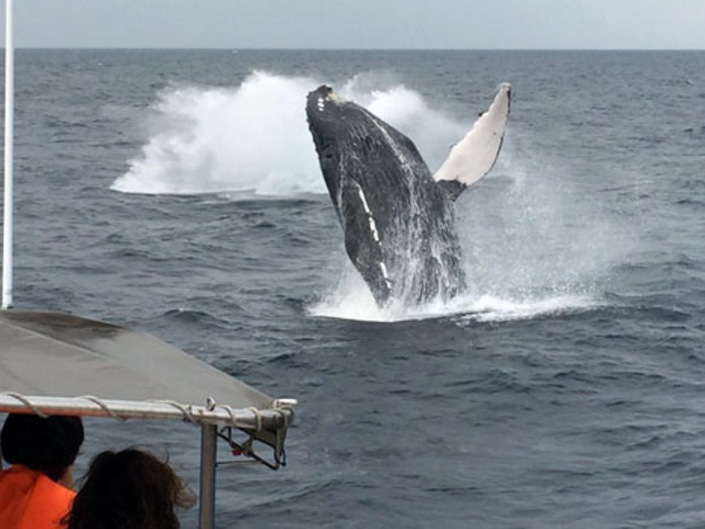 �D�̂���Ȃɋ߂��ŃN�W��������邱�Ƃ�����܂�_�}�����N���u Gigi