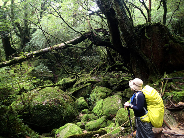 �ۂނ��X�i���J�_�������[�g�j_���v���K�C�h�@��������