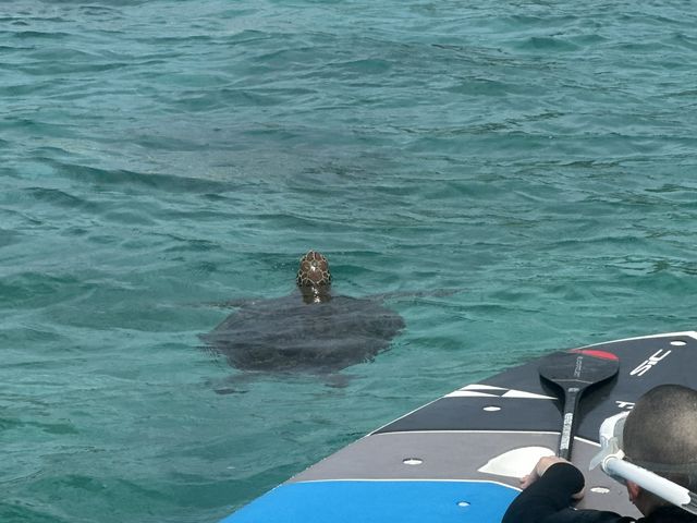 ���V���b�v�O�͓��ōł������̃E�~�K���������|�C���g�ł��B�T�b�v��V���m�[�P���ɍœK�ł��B�K�i����Ėڂ̑O�B_�J�Y�{�@�T�[�t�A���hSUP