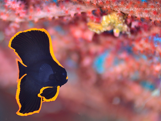 �����@�A�J�N�N���̗c��_�X���[���C�t�}�����T�[�r�X