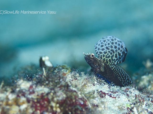 �^�h�c���@�z�^�e�c�m�n�[_�X���[���C�t�}�����T�[�r�X