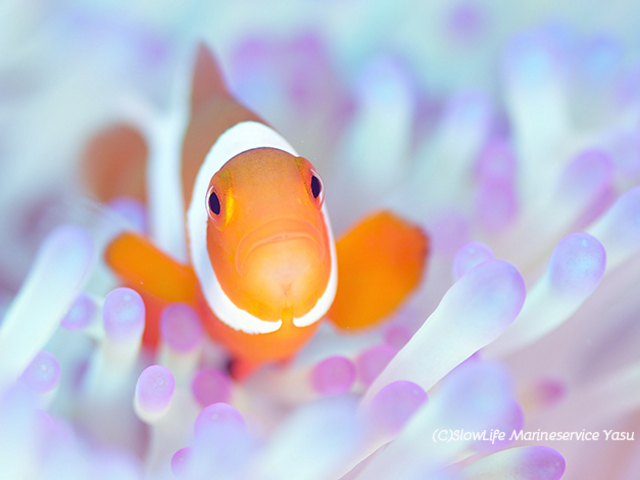 �J�N���N�}�m�~�ʏ́w�j���x_�X���[���C�t�}�����T�[�r�X