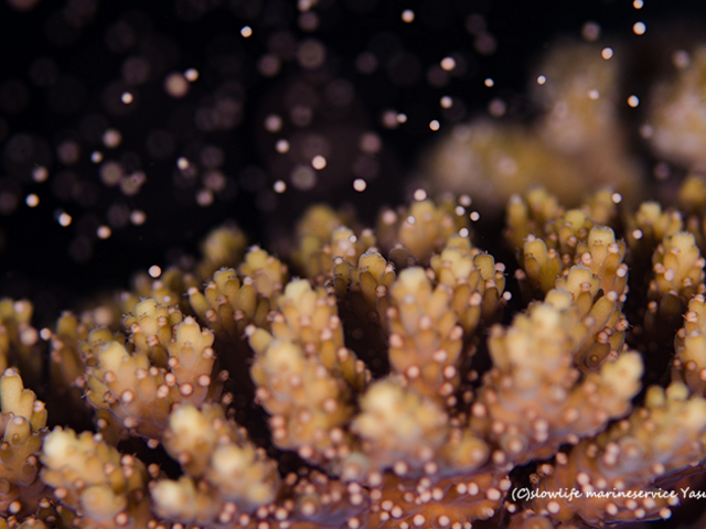 �^�h�c���T���S�̎Y���_�C�u�B���N5���`6���i���Ԍ���J�Áj_�X���[���C�t�}�����T�[�r�X