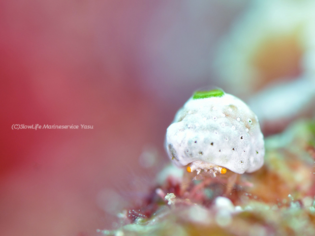 �^�h�c���E�����@���L���R�{�E�V�K�j_�X���[���C�t�}�����T�[�r�X