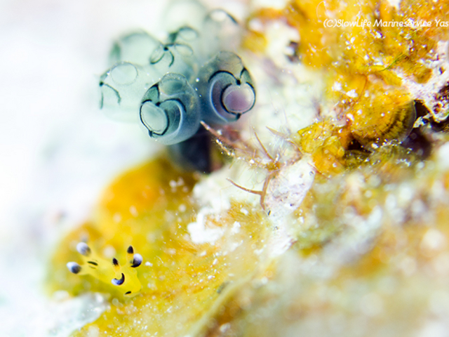 ���C�݁E�^�h�c���@�E�f�t���c�m�U���E�~�E�V_�X���[���C�t�}�����T�[�r�X