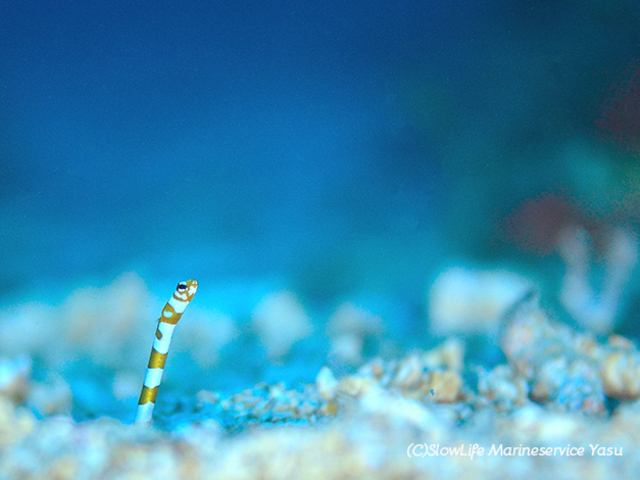 �^�h�c���E�����@�j�V�L�A�i�S_�X���[���C�t�}�����T�[�r�X