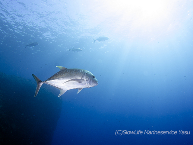 �����@���E�j���A�W_�X���[���C�t�}�����T�[�r�X