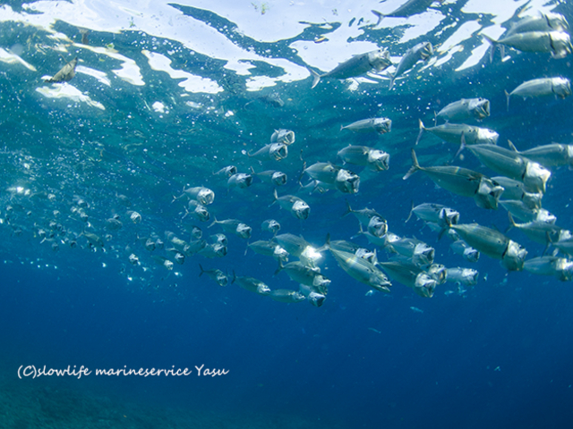 �����_�C�u�@�^�h�c���̃O���N�}�̌Q��_�X���[���C�t�}�����T�[�r�X