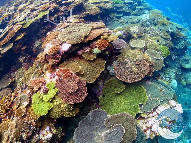 �I���W�i���|�C���g�����I�����哇�̊C�̃|�e���V�����ɂ����Ɗ�������͂��ł���_�_�C�r���O�V���b�v�@�l�o�[�����h