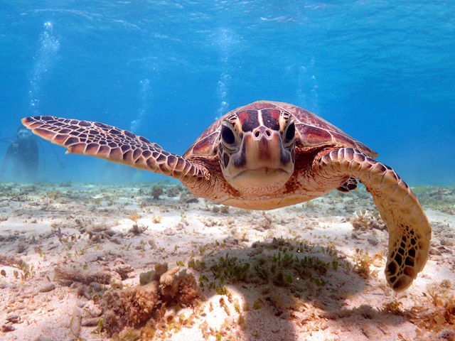 �l�ɉ�ɗ��ĂˁB_�_�C�r���O�V���b�v�@�l�o�[�����h