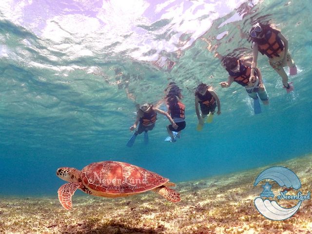 ウミガメ遭遇率８０％以上のウミガメ探検シュノーケル！_ダイビングショップ　ネバーランド