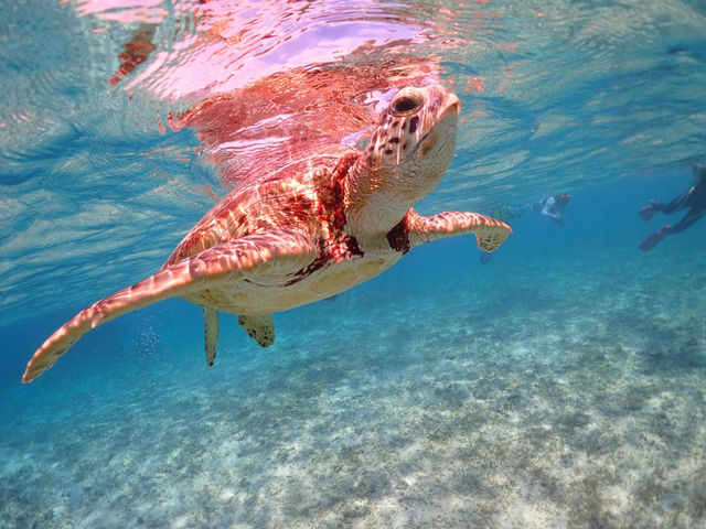 �_�C�r���O�V���b�v�@�l�o�[�����h