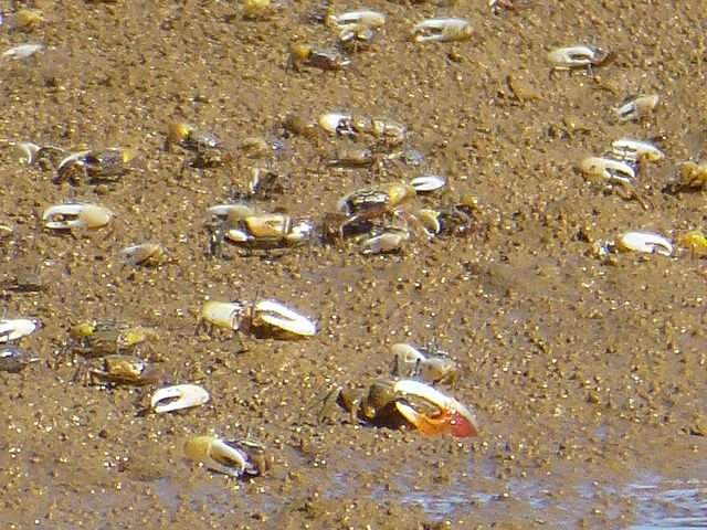 �������̓V�I�}�l�L����������łĂ��邩���B_�Ȃ�����C�ӂ̎��R�w�Z