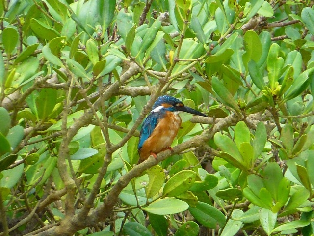 ���������ł�������J���Z�~�ł��B�؂̎}�ɂƂ܂��āA����_���Ă��邱�Ƃ�����܂���B_�Ȃ�����C�ӂ̎��R�w�Z