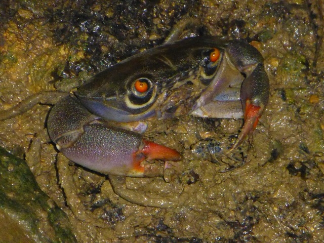 �N�}�h���I�E�M�K�j�A�̕�����҂̉��ς̌G��肪���O�̗R���ł��B_�Ȃ�����C�ӂ̎��R�w�Z