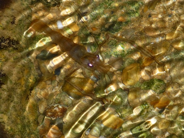 �e�i�K�G�r�������邩������܂���B�N�����R�[�X���������߂ł��B_�Ȃ�����C�ӂ̎��R�w�Z